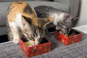 Cat duo in Japan digs into miniature luxury traditional New Year’s feast fit for humans