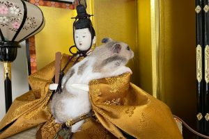 Hamster celebrates Girl’s Day in Japan with traditional doll boyfriend
