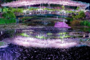 The famous wisteria of Ashikaga Flower Park bloom early in time for spectacular festival