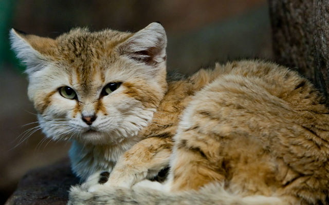Desert Sand Cats, The World’s Smallest Wild Cat Species Are Coming to Japan!