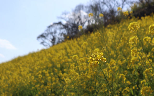 Introducing the Top 5 Beautiful Na no Hana Yellow Fields in Kanto Japan