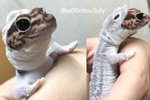 Perfectly timed photos of gecko results in adorable lizard onesie