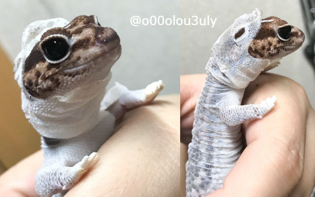 Perfectly timed photos of gecko results in adorable lizard onesie
