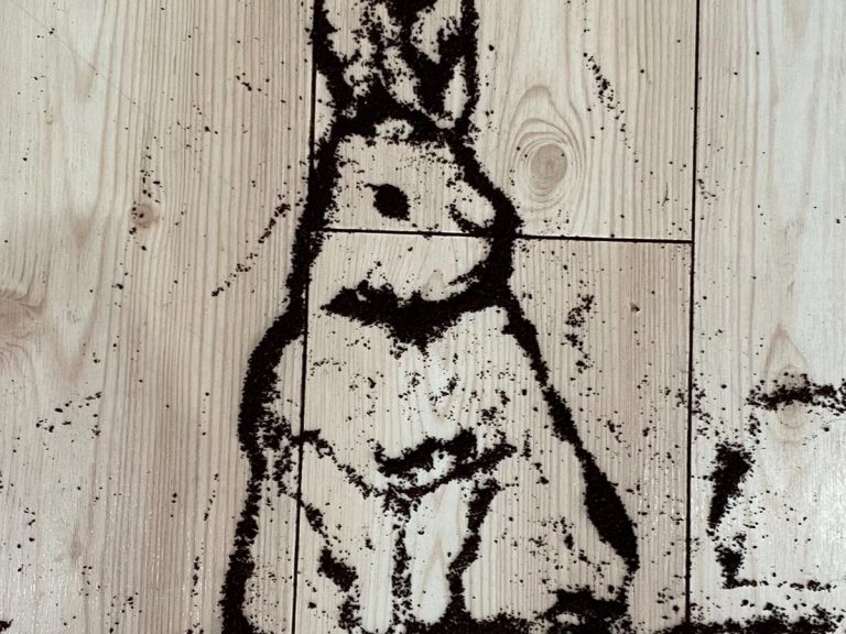 Bunny lover turns spilled coffee grounds into work of art with perfect model