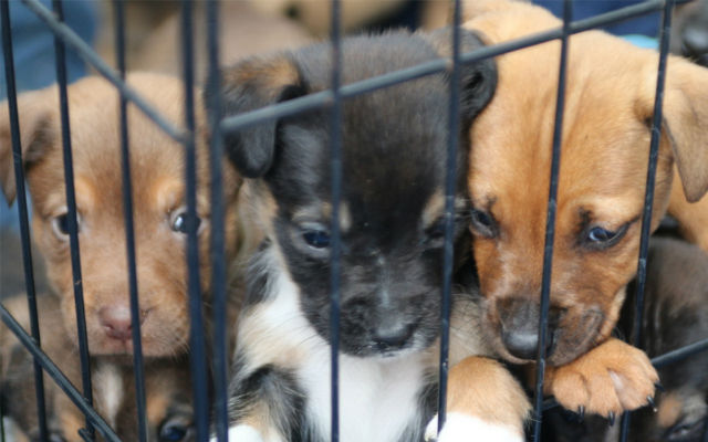 Japan’s problem with puppy farms, plus where to adopt a pet in Japan