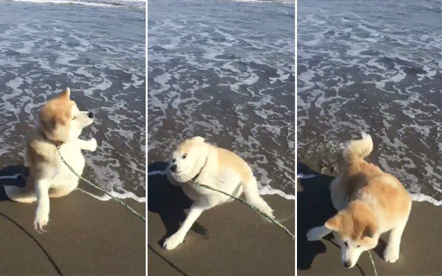 Video Captures Akita’s First Time at the Beach and Gives Best Reaction Memes Ever
