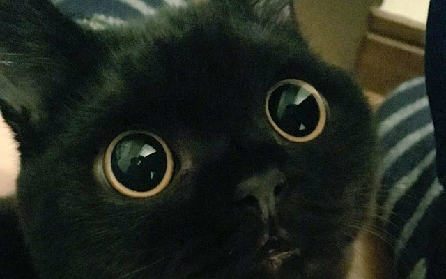Japanese Cat’s Huge Sparkling Eyes Put Anime Characters to Shame