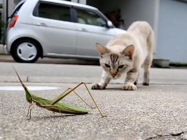 Cat vs. Grasshopper – A surprise ending!