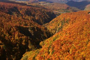 The Best Destinations in Japan For Each Season: Autumn