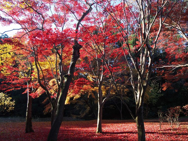 Visiting Japan during Fall: Seven Places to enjoy the Autumn Foliage in Kanto