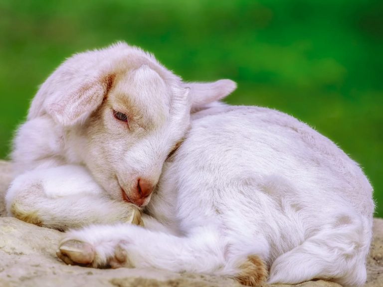 See sleepy baby goats cuddling and other adorable Tweets on Yagi no Hito’s Twitter Feed
