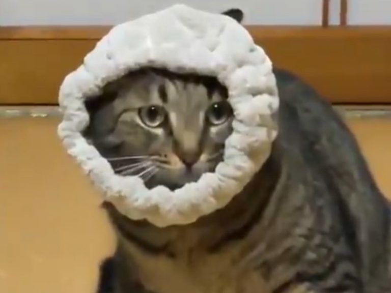 Japanese cat’s playtime takes a turn for the worse