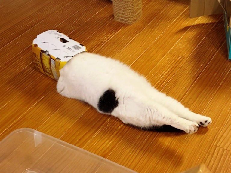 Cat’s interesting relaxation strategy with cardboard box intrigues Japanese Twitter