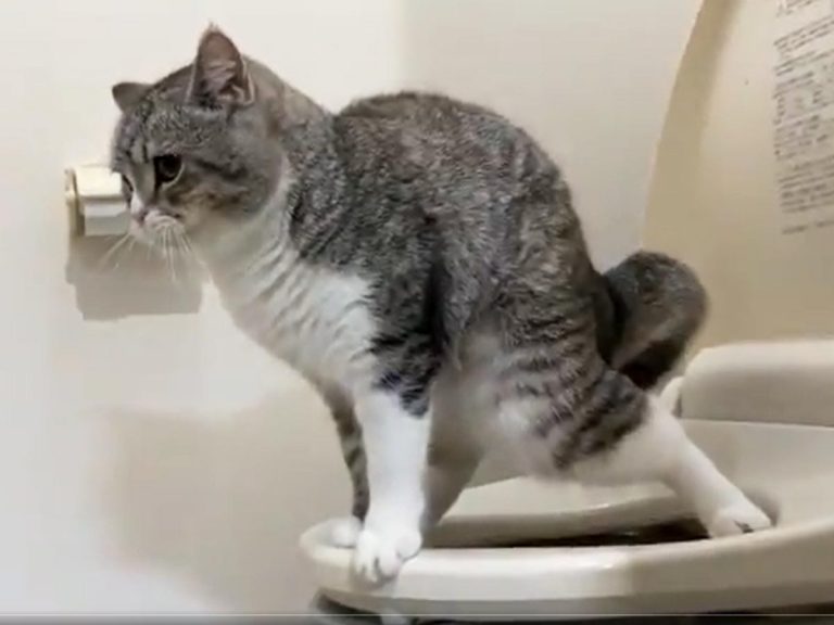 Potty Trained Cat Surprises Owner – And Why You Shouldn’t Flush Cat Poop