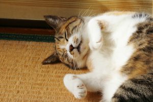 Rent a Cat Companion When You Stay at This Traditonal Japanese Ryokan Inn