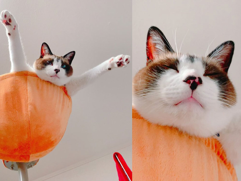 Cat strikes Superman pose for owner’s photo then hilariously falls asleep in the same position