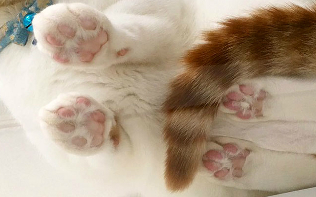 Japan’s Cat Lovers Try to Dethrone Meat Day and Declare November 29th Cat Toe Beans Day