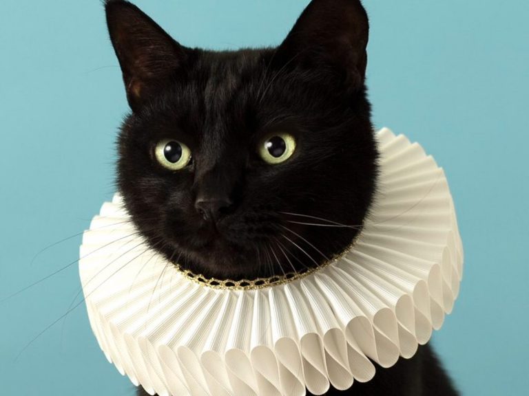 Japanese artist adapts Elizabethan Collar for Cats