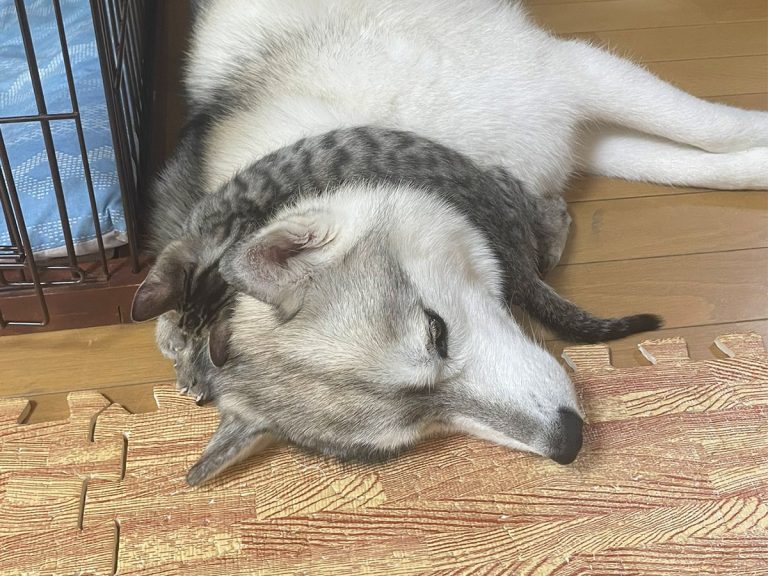 Husky in Japan’s feline “scarf” shows the trust between the adorable duo