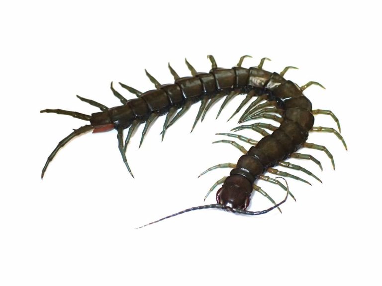 Large, green amphibious centipede is first of its genus to be discovered by Japanese scientists