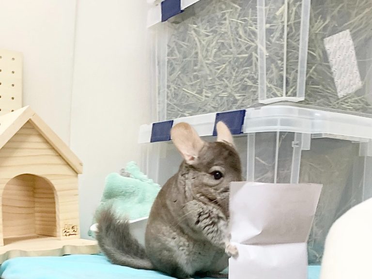Genius chinchilla in Japan will melt your heart