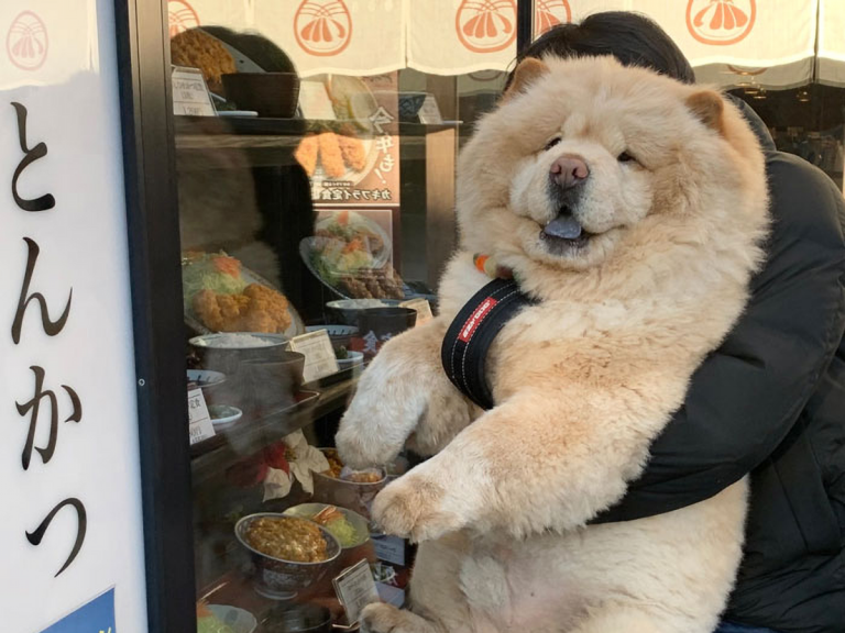 Everyone thinks that this massive fluffy chow chow from Japan is too cute to be a real dog