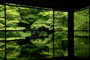 [Hidden Wonders of Japan] Kyoto Rurikoin Temple’s Green Maple Leaves Are Stunning in the Rain