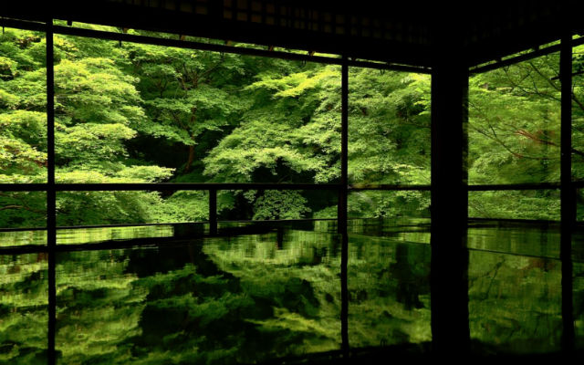 [Hidden Wonders of Japan] Kyoto Rurikoin Temple’s Green Maple Leaves Are Stunning in the Rain