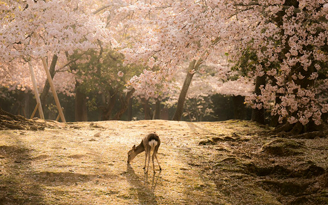 Ethereal Spring Scenes of Deer and Cherry Blossom in Nara Captured by Japanese Photographer