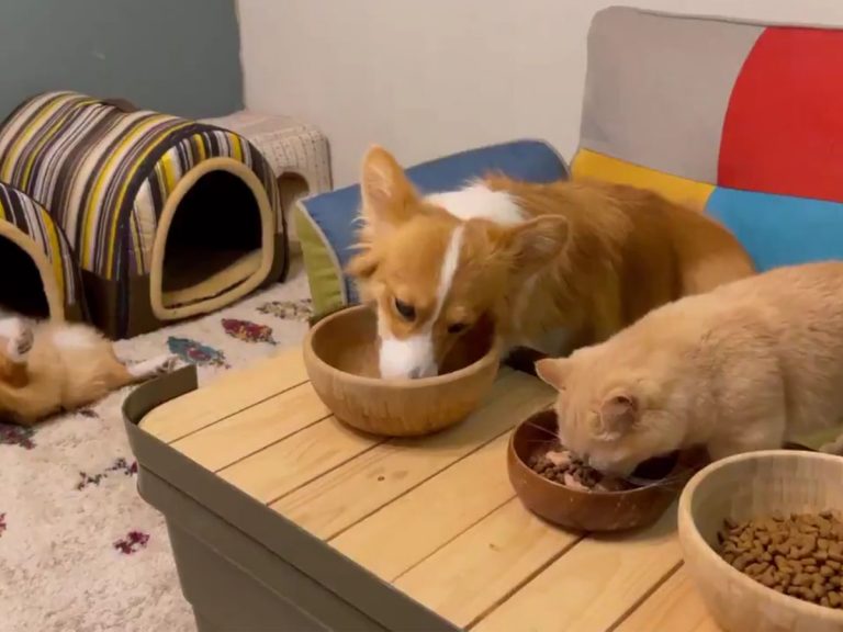 Corgi in Japan won’t let anything get in the way of naptime
