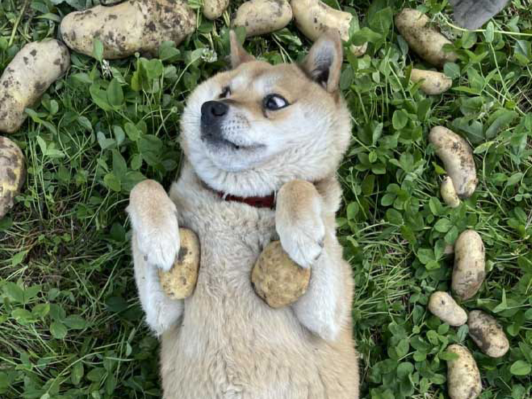 Japanese farm’s mascot dog advertises potatoes with summoning circle and side-eye magic