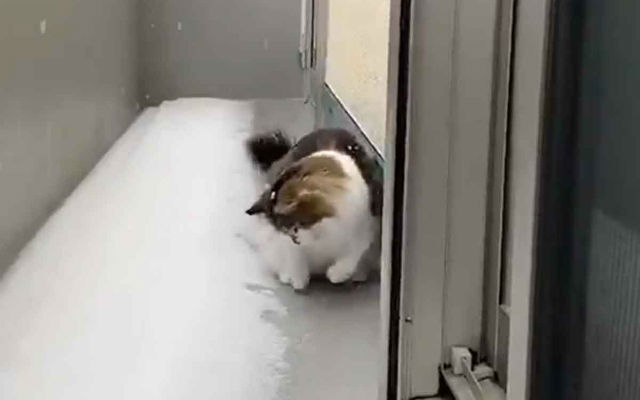 Cat refuses to accept that snow is cold after touching it, eats it and has Kabuki-like brain freeze