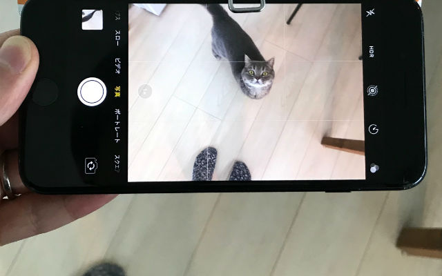 Twitter user develops ingenious system to get cats to cooperate with picture taking