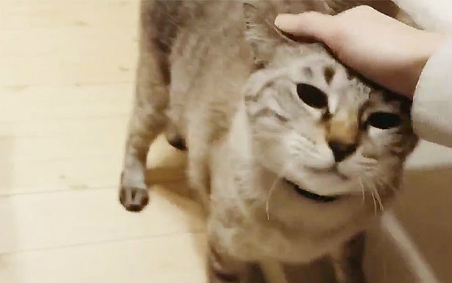 Unbelievably Fast Japanese Cat Has People Wondering if it’s a Reincarnated Ninja