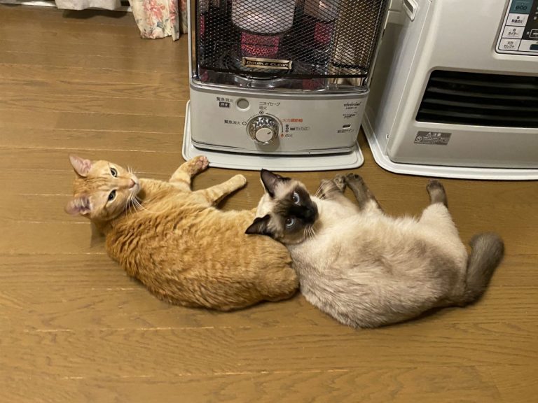 Adorable cat duo know exactly how to get their human to turn the heater back on
