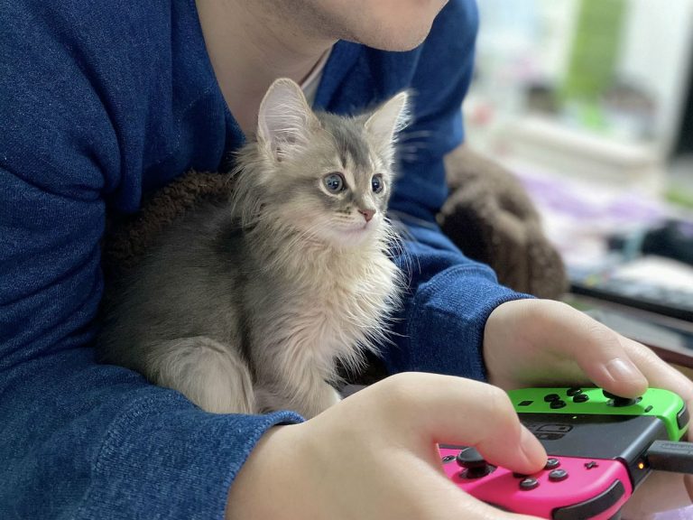 Kitten grows into owner’s ultimate gaming partner in adorable before and after photos