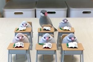 Adorable java sparrow in Japan attends class with his bird toy friends in mini classroom