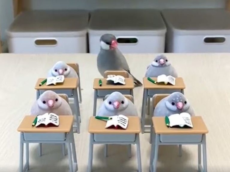 Adorable java sparrow in Japan attends class with his bird toy friends in mini classroom