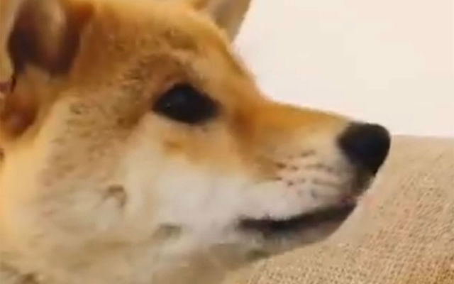 Shiba inu’s overzealous reaction to eating natto results in dramatically cute trip to vet