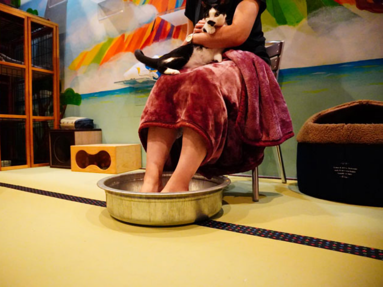 Foot Bath Cat Cafe Housing Rescue Cats is Osaka’s Ultimate Relaxing Combination