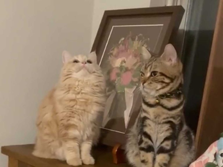 Adorable cat looks frozen in time while buddy looks on