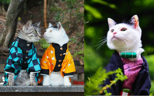 Cats purr as Demon Slayer characters in gorgeous cosplay photo shoots