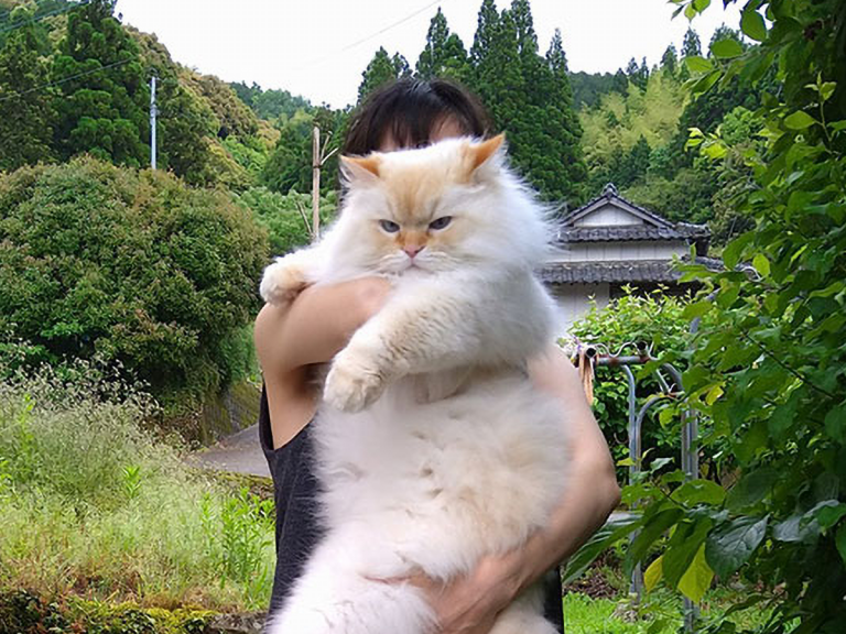 A giant fluffy cat is the majestic king of Japanese Twitter this week
