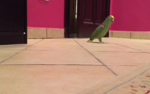 Super-Villain Bird Lets Out Its Evil Laugh, Wants The World Doomed