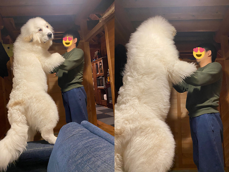 Massive fluffy dog towers above owners and wins fans on Twitter but no one can believe her age