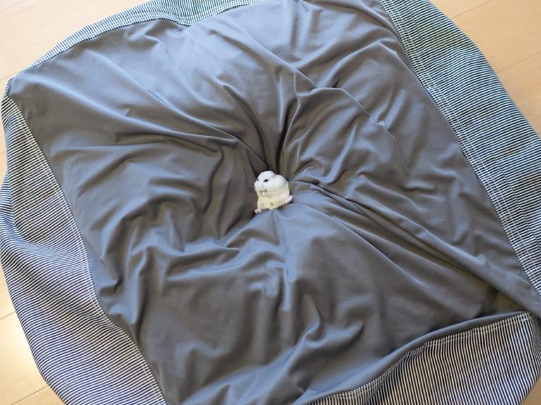 Hamster Finds the Perfect Bean Bag Sofa