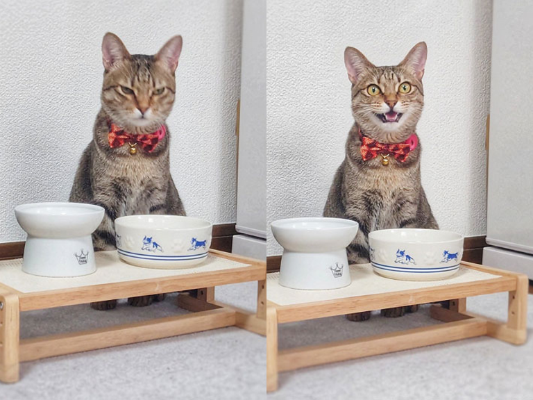 Viral ‘before and after’ shots of Japanese cat at dinnertime show pets can get hangry too