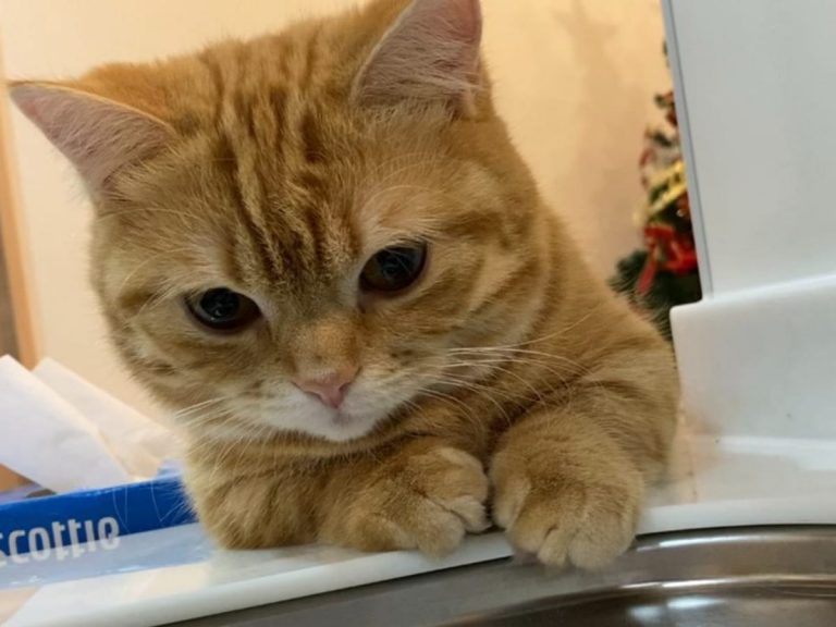 This Japanese cat has a strange obsession