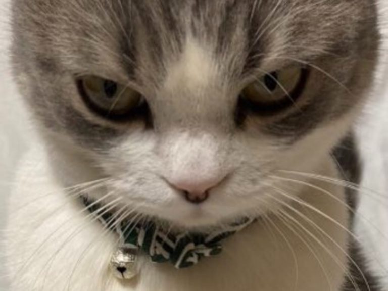 This cat will never forgive its owner for this…