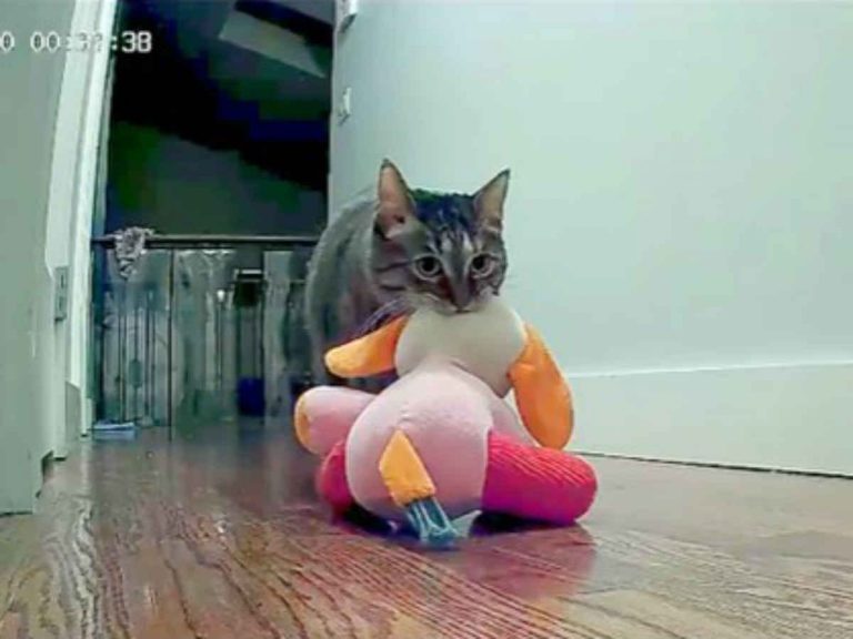 A Japanese cat named ‘Joy’ brings something special to her owner every night